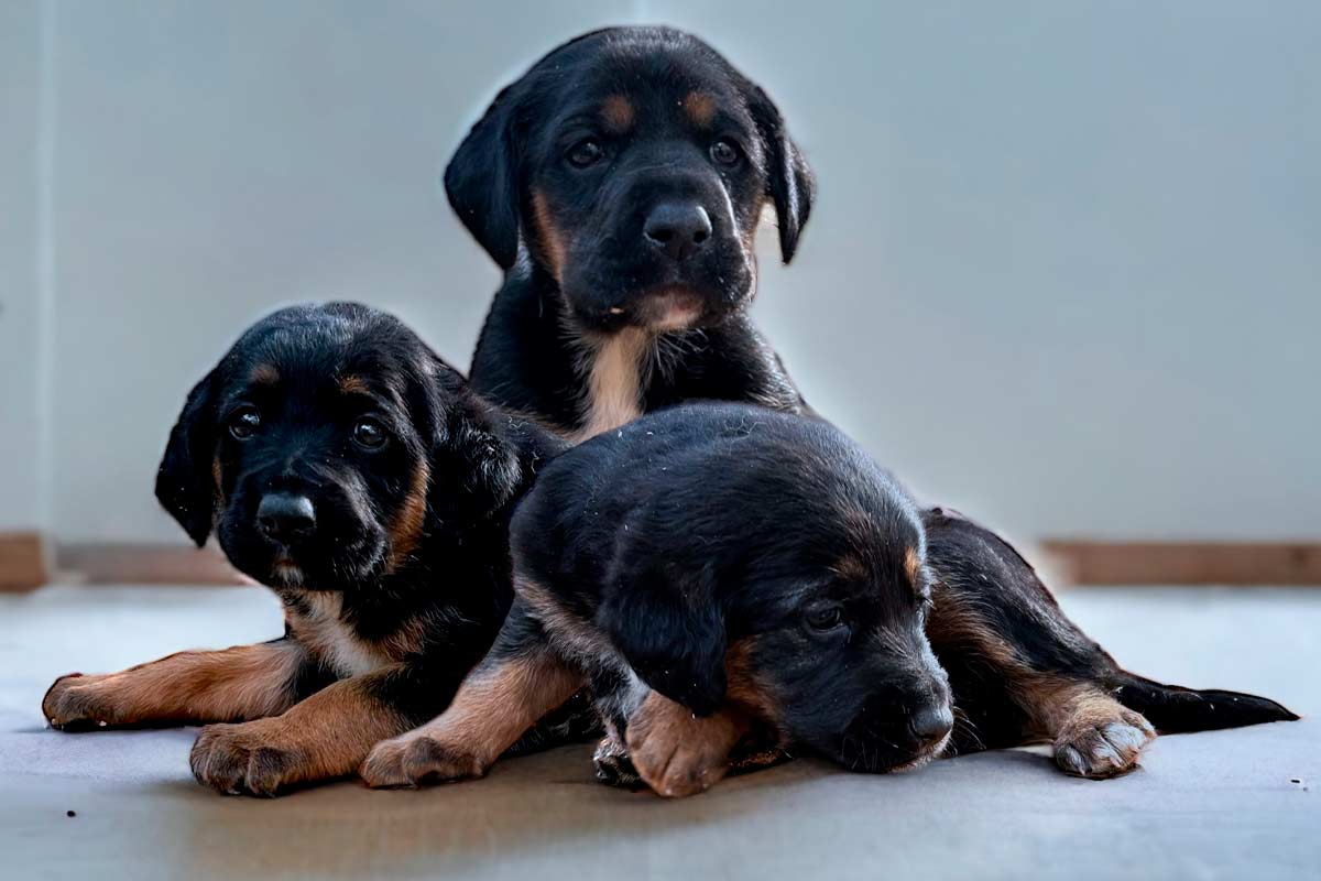 trio