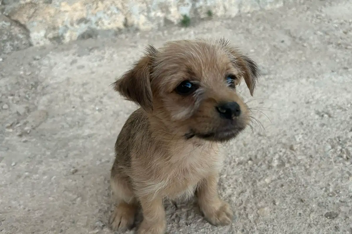 Gominola