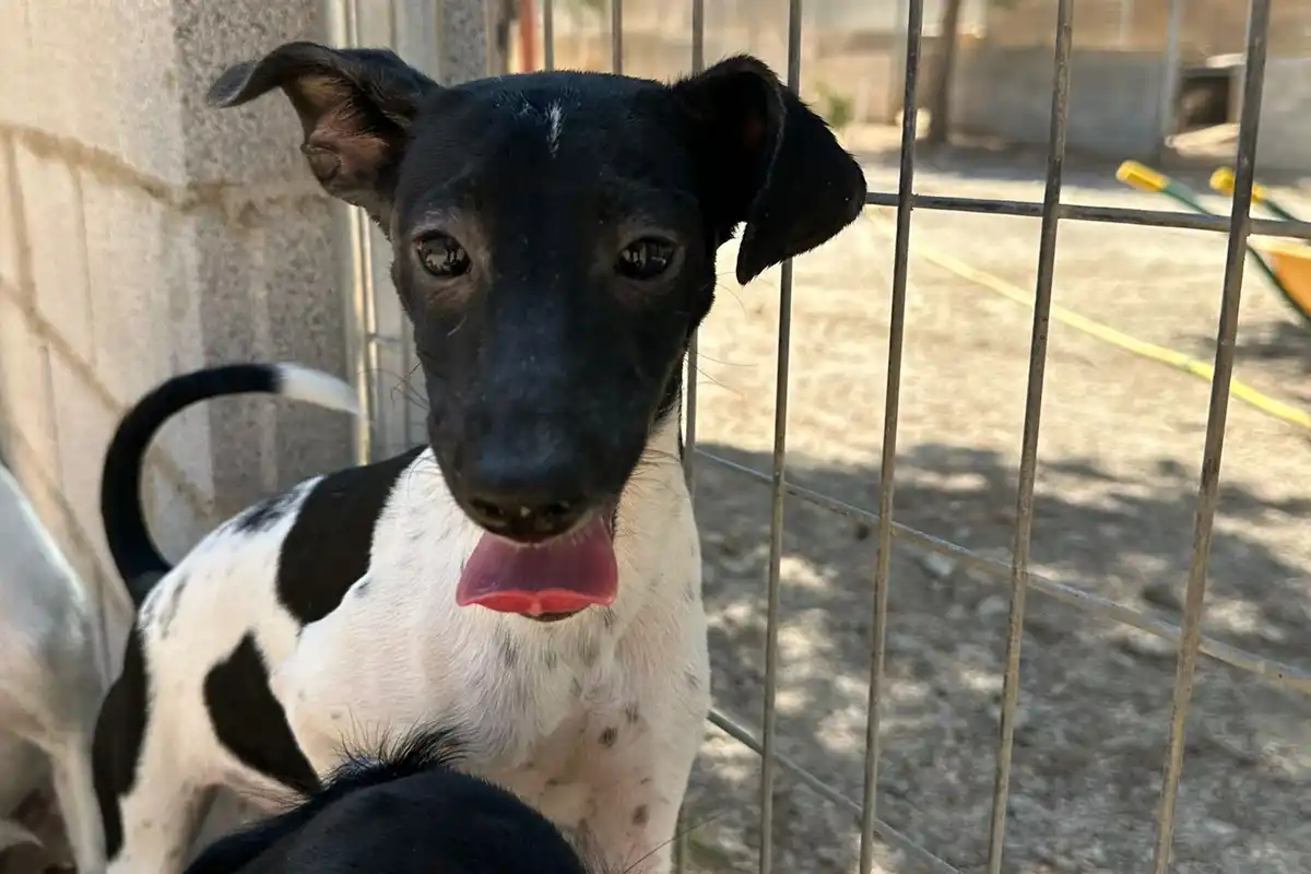 Pija