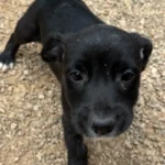 Negrito