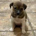 Navi