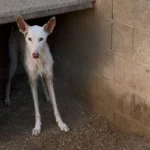 Marco
