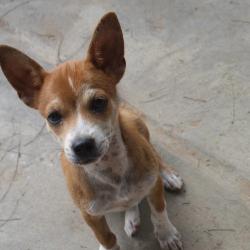 perro-adopcion-ayuda